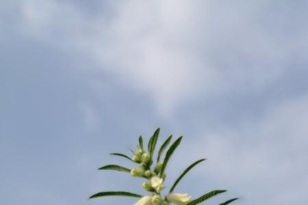 芝蔴开花节节高上一句