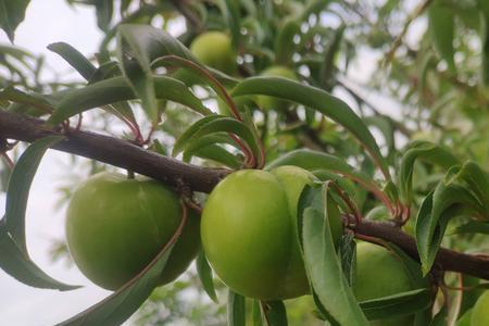 石头山适合种植什么果树