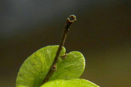 榆钱树几月发芽