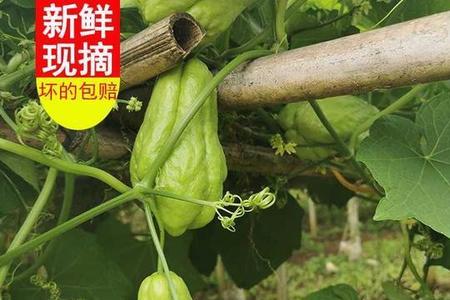 高山佛手瓜种植方法和时间