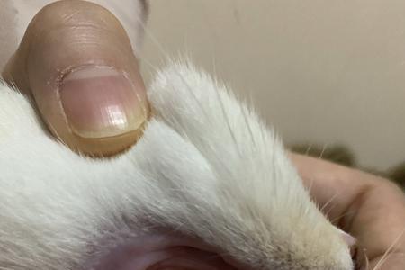 猫牙齿怎么拔