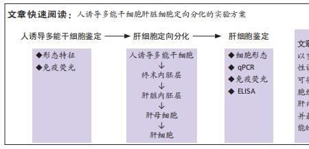 去分化跟未分化一样吗