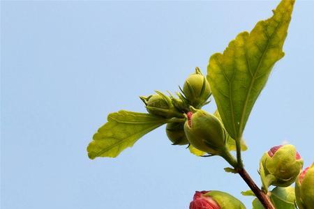 木槿花为什么骨朵小就张开