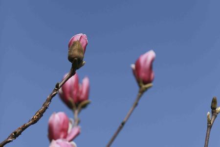 玉兰花为什么是保定的市花