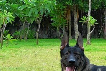 昆明犬幼犬品种分辨