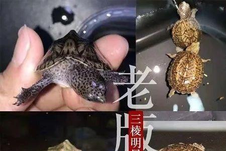 麝香蛋龟深水养还是浅水