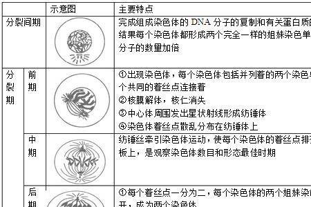 分裂间期属于有丝分裂吗