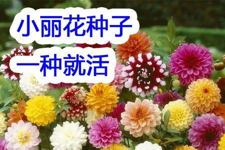 小丽菊花养殖方法