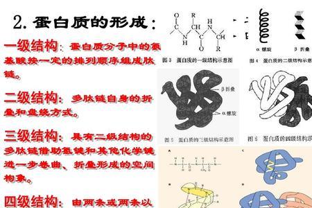 多肽链和单肽链有区别么