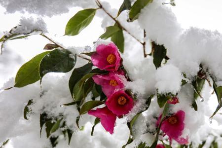 雪花簌簌读音