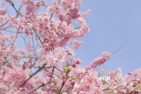 樱花开满南山什么意思