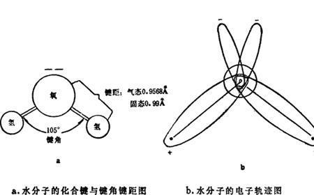 水分子哪一端是极性