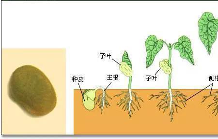 黄豆种子七天后的变化怎么画图