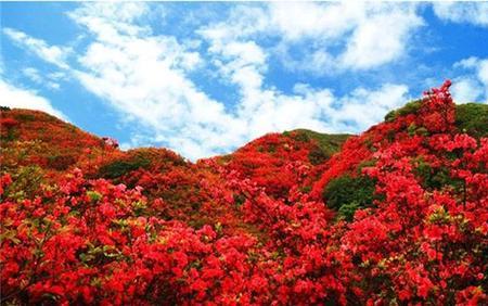 映山河出自哪个电影