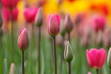 郁金香花序类型