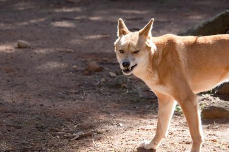 澳洲野犬可以养吗