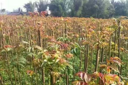 香椿树种植间距多少