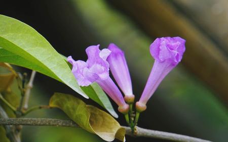 蒜香藤紫色花期多长