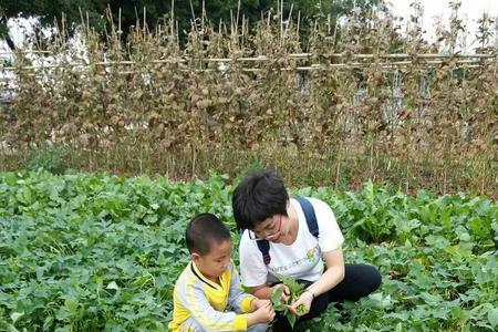 中午去菜园摘菜好不好