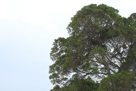 西川甘雨是什么意思