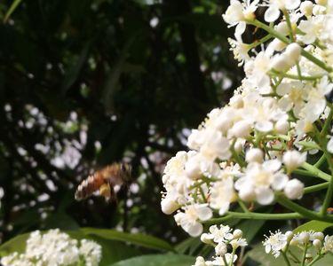 石楠花蜜蜂会去采吗