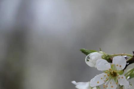 梅梨花古诗