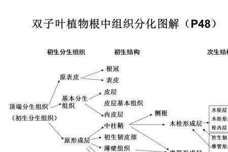 双子叶植物根的异常构造有哪些