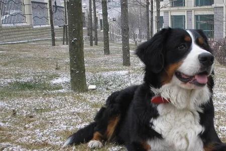 伯恩山犬饭量大不大