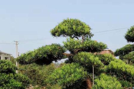 罗汉松可种植在地下室吗