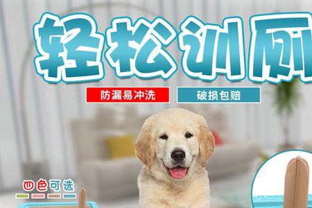 比熊犬用什么样的厕所好