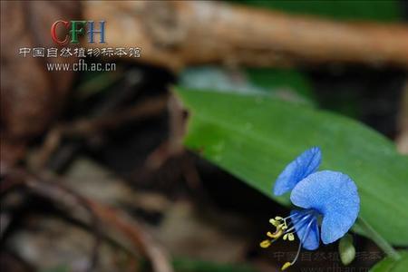 地牛菜学名