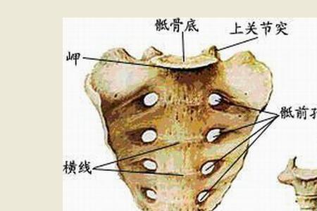 骶氏的读音