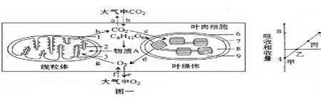 线粒体和叶绿体中有三种RNA吗