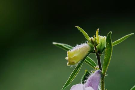 歇后语芝麻开花后面是什么