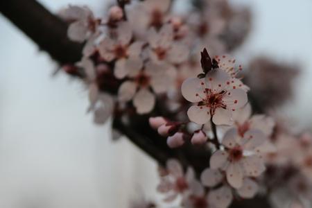 花眠故里是什么意思