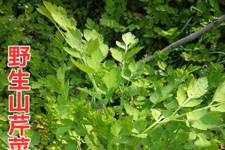 野生水芹菜有几种