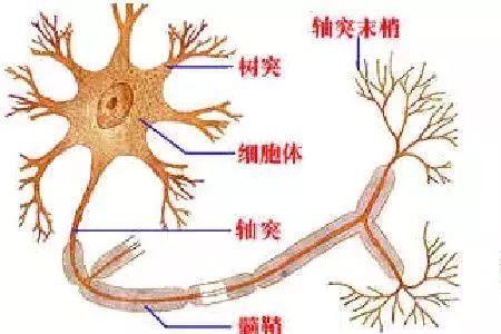 高中生物~突触的结构