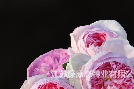 粉色茶花女月季优缺点