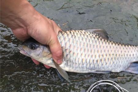 清波鱼饵料配方