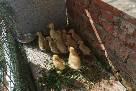 幼崽小黄鸭怎么区分品种