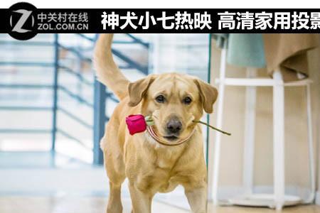 在神犬小七里饰贾长安的人是谁