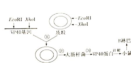 选择培养基原理