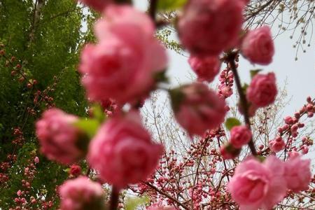 繁花似锦争芳艳的意思