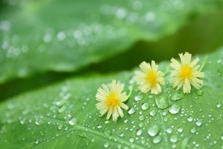 形容雨的高级词汇