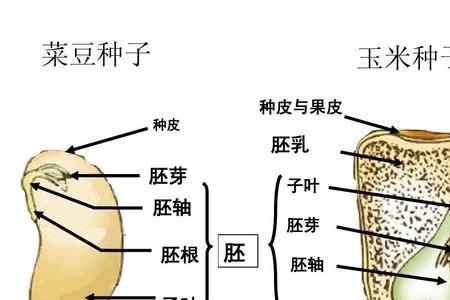 大豆种子的胚芽和胚根怎么区分