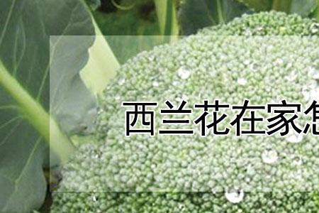 西兰花高温怎样出芽快