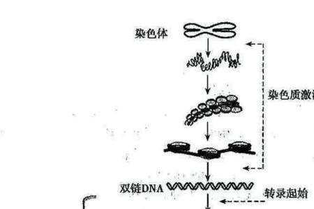 原核生物中rRNA怎么合成