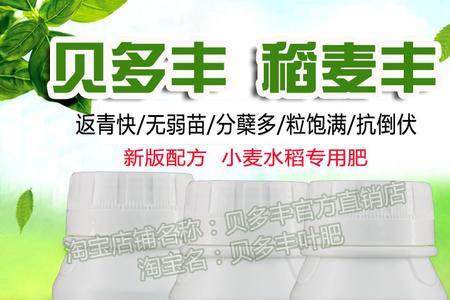 中华第一麦丰优3号麦种