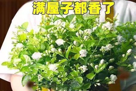 茉莉花花苞开不展