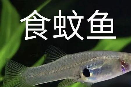 埃及鱼吃蚊子幼虫吗